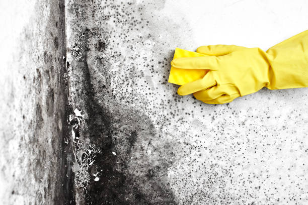 Crawl Space Mold Removal in Gretna, LA