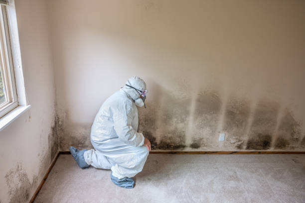 Best Mold Remediation Experts  in Gretna, LA