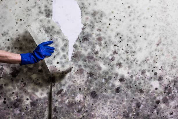 Trusted Gretna, LA Mold Removal Experts