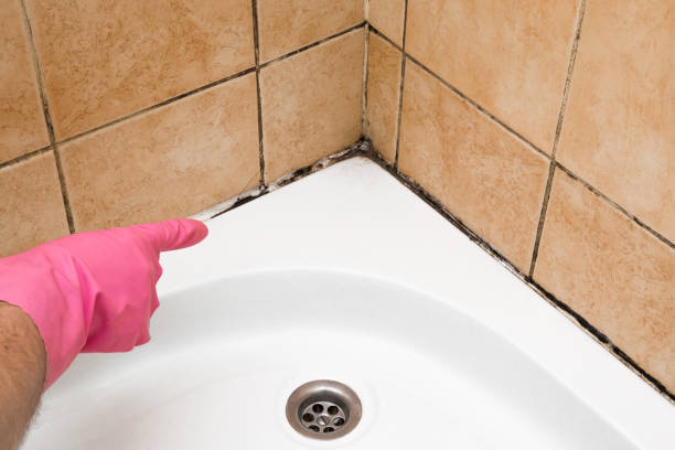 Office Mold Removal Services in Gretna, LA